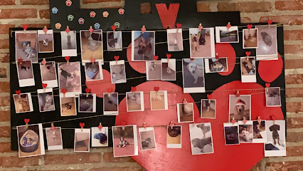 CUIDO TU MASCOTA VALLECAS | Guardería para perros en Puente de Vallecas