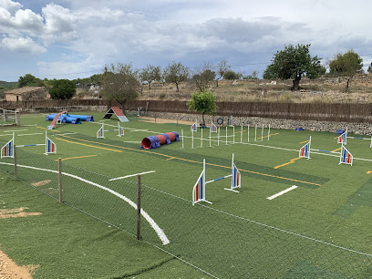 Magic Agility Team | Adiestradores de perros en Calvia