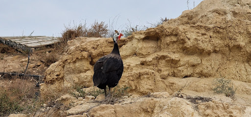 PARTY DOGS - RESORT CANINO | Guardería para perros en Los Gallardos