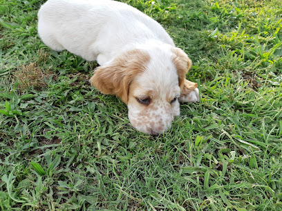 Adican | Guardería para perros en A Muina