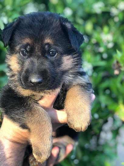 De Becerrillo | Guardería para perros en Chiloeches
