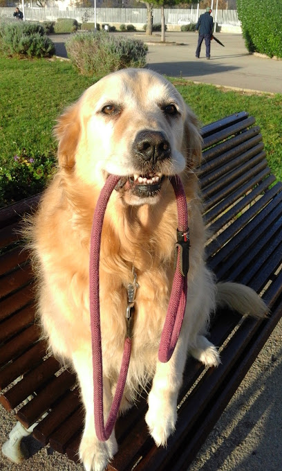 Son Batlet | Guardería para perros en Sencelles
