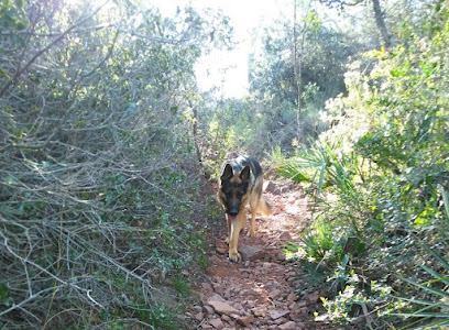 El Rincon de Loris | Guardería para perros en Riba-roja de Turia