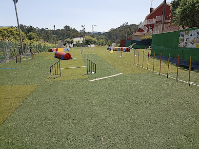 Club Agility Wecan | Adiestradores de perros en Vigo