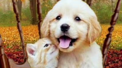 Luiggi | Peluqueria para perros en Sevilla