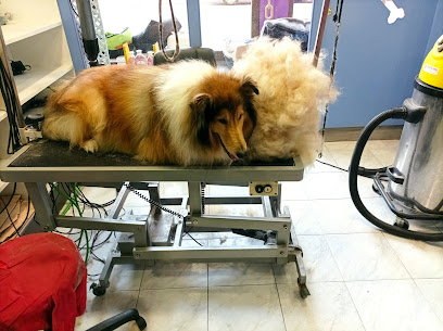 Purpure Dog | Peluqueria para perros en Mollerussa