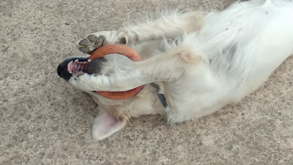 Dogland | Guardería para perros en Ciudad Real