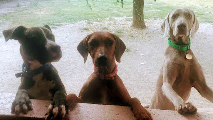 Jasmi | Guardería para perros en El Molar