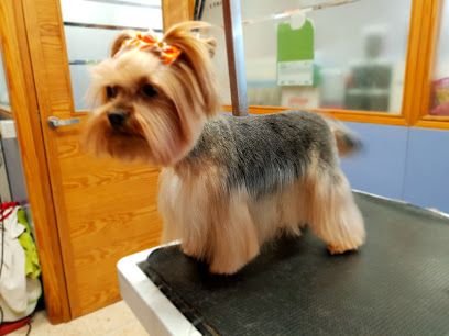Fabi | Peluqueria para perros en Pineda de Mar