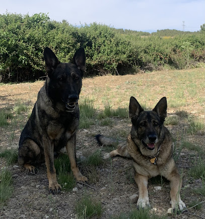 Noradog Centro Canino | Guardería para perros en Arganda del Rey