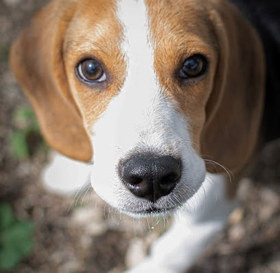 Argos Orihuela | Adiestradores de perros en Orihuela