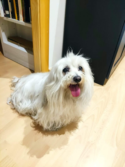 Bupbup | Peluqueria para perros en Lleida