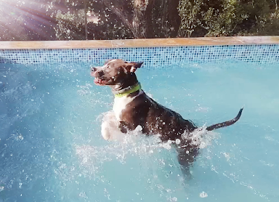 Terra de Gossos | Adiestradores de perros en El Fondo de les Neus