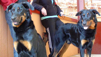 A Cova Do Lobo | Guardería para perros en Limideiro