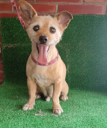 Chuli Pets | Prosperitat | Peluqueria para perros en Alicante