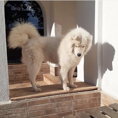 Cuidado de Perros y Dogs | Guardería para perros en Montcada i Reixac