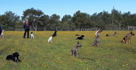 Escuela Canina Cave Canem | Adiestradores de perros en Sant Marti de Tous