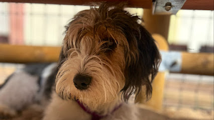 CityDog Chamberi | Guardería para perros en Madrid