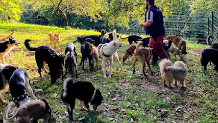 Guardog | Guardería para perros en Anes