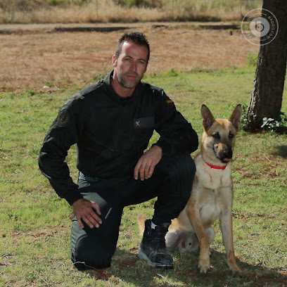 Valencia Adiestramiento | Adiestradores de perros en Valencia