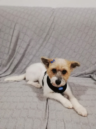 Pelanas 64 | Peluqueria para perros en Cuenca