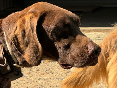 Cordoba | Adiestradores de perros en Villarrubia