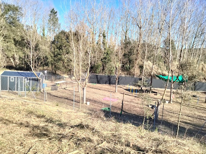 Educacio Canina | Adiestradores de perros en Hostalric