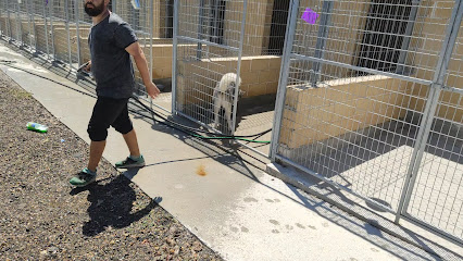 Momo | Guardería para perros en Corcos