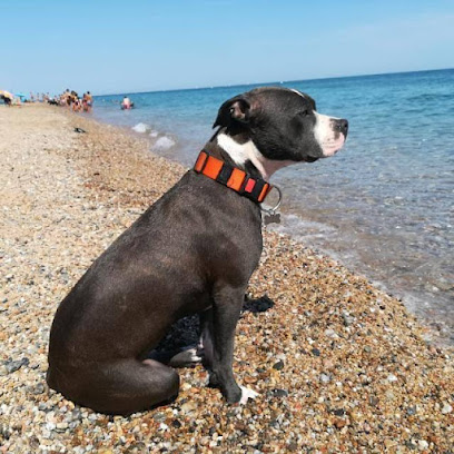 Huellas Luis | Guardería para perros en Sitges