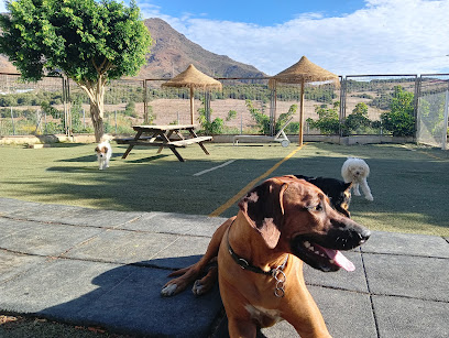 Doggy Day Care Costa del Sol | Guardería para perros en Estepona