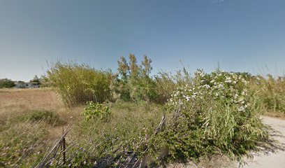 Canis Lupus | Adiestradores de perros en Cullera